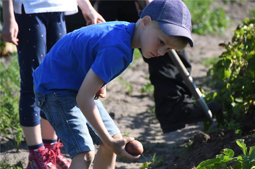 Solidarische Landwirtschaft Bork: Kinder lernen auf dem Acker fürs Leben Die Kinder waren mit Eifer und Spaß bei der Sache.