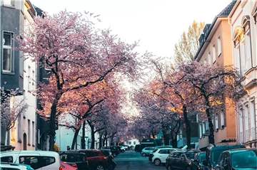 Die Kirschbäume tauchen die Moltkestraße im Kaiserviertel in rosarote Farben.
