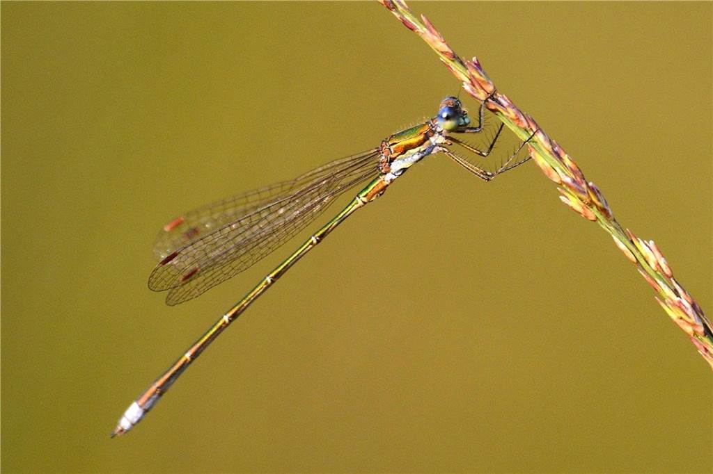 Das Wasag-Moor leistet einen wichtigen Beitrag zum Klimaschutz Die Kleine Binsenjungfer im Wasag-Moor