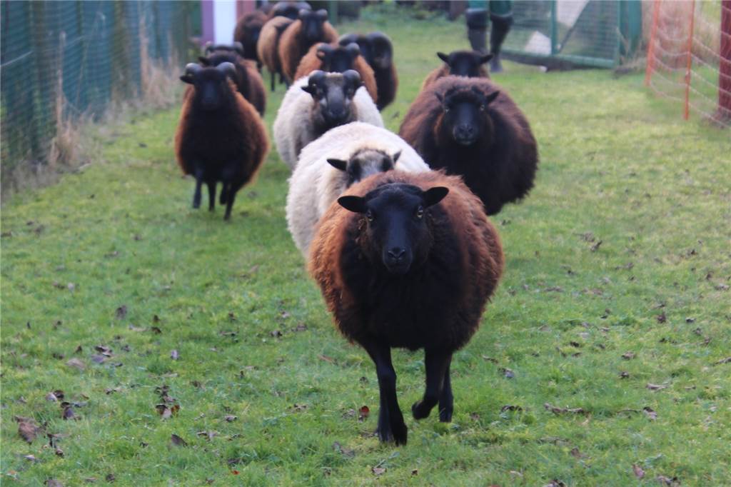 Wolle allein reicht nicht: Warum Schafe im Winter nicht frieren Die kleine Herde im Galopp. Durch Bewegung der Muskulatur entsteht auch Wärme. Schafe haben aber noch andere Methoden.