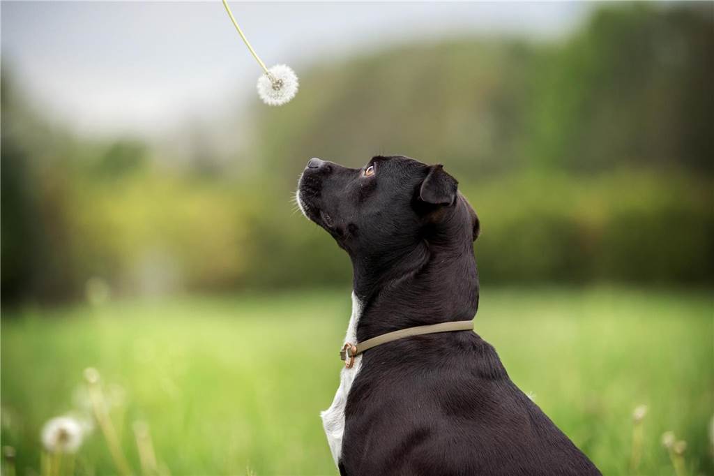 Sieben Hunde: Christiane Herrschaft ist stolz auf ihr Rudel Die kleine Hündin hat ein schweres Leben im Ausland hinter sich und inzwischen ein liebevolles Zuhause bei der Tierschützerin gefunden.