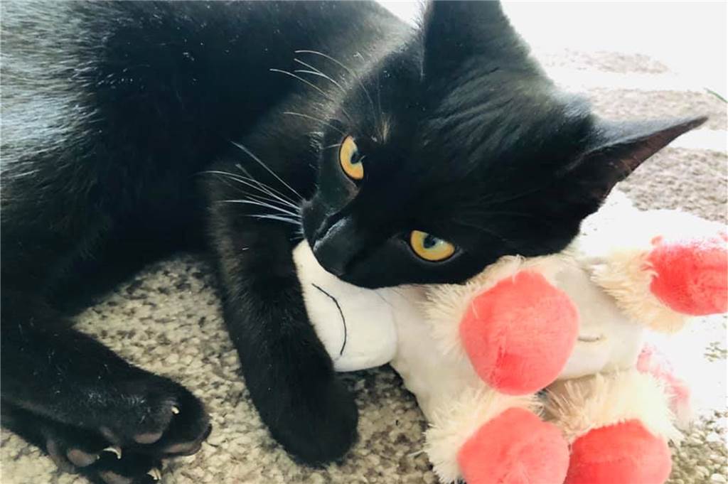 Mit Luftgewehr auf Katze geschossen: „Jemand wollte sie umbringen“ Die kleine Luna ist Menschen gewöhnt und zutraulich.