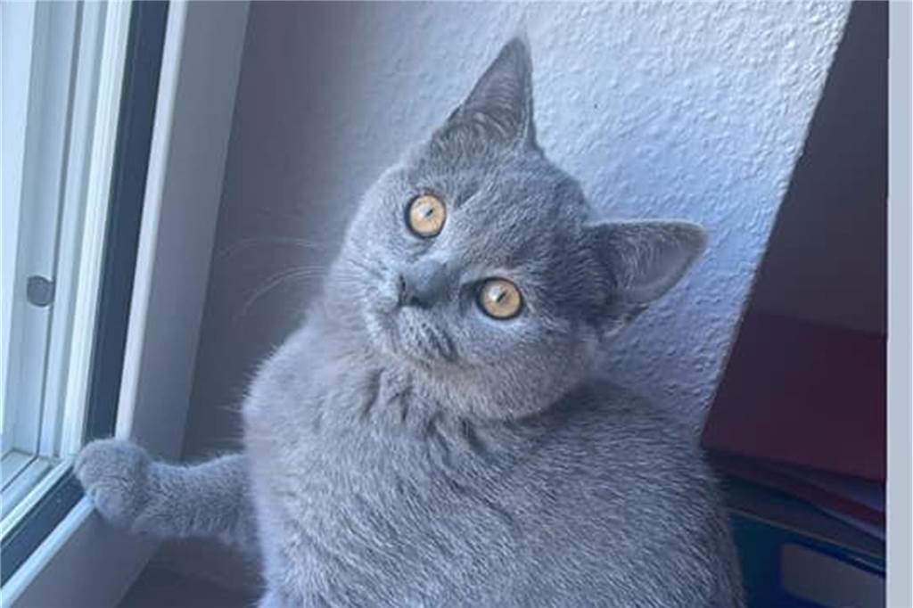 Zu sehen ist eine graue Katze neben einem Fenster.