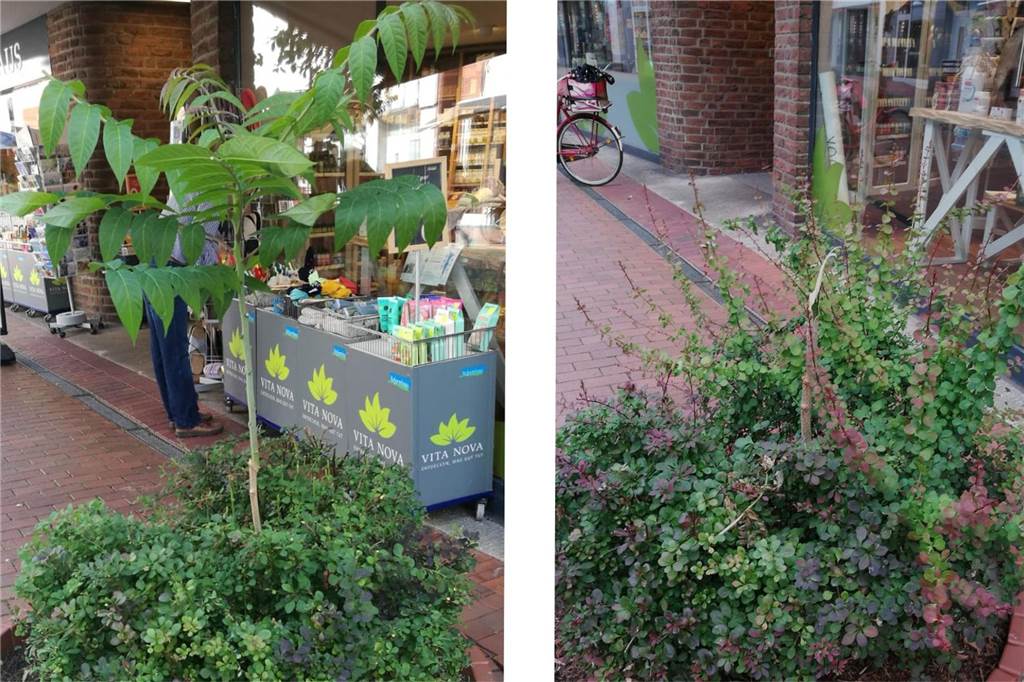 Vandalismus am Reformhaus: „Sind enttäuscht, dass so etwas passiert“ Ein kleiner Baum in einem Beet.