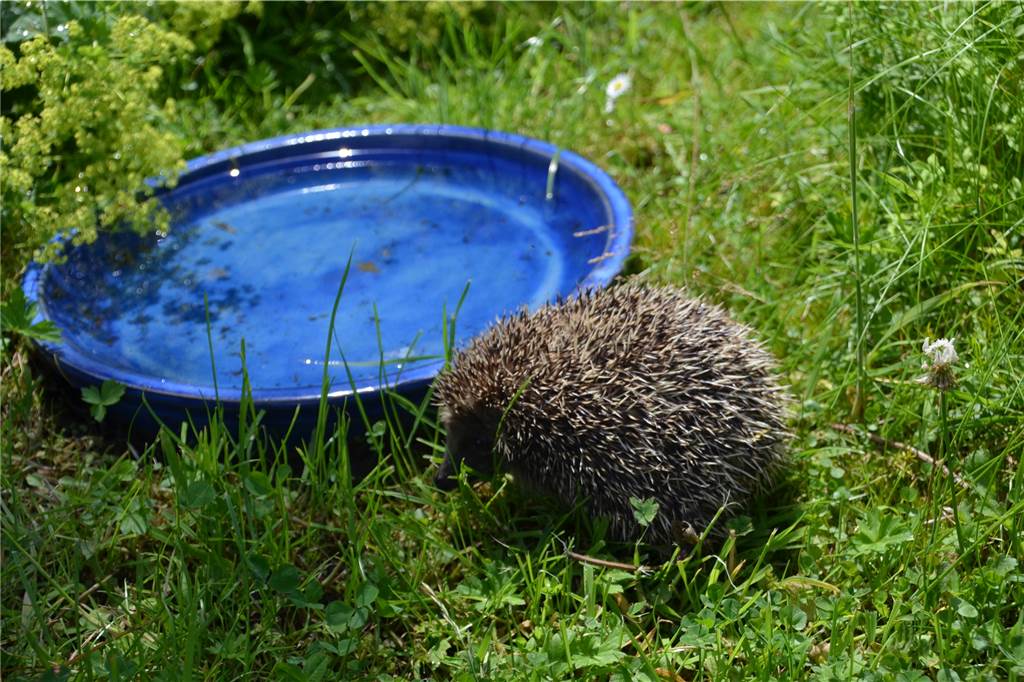 Gesicht zerfetzt, Beine abgetrennt: Dortmunds Gärten als Igel-Alptraum Die Klimaerwärmung sorgt dafür, dass es für Igel immer schwerer wird, Wasserquellen zu finden. Eine Vogeltränke im Garten kann Abhilfe schaffen.