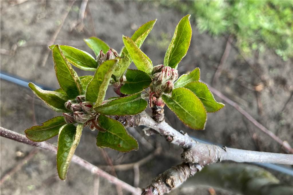 Borker Landwirt Bleckmann schützt Apfel-Knospen mittels einer Eisschicht Die Knospen am Baum schützt der Borker Landwirt mit einer besonderen Technik vor frostigen Nächten.