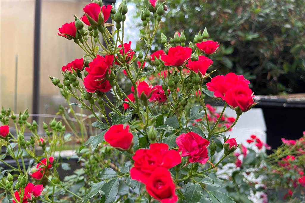 Adolf Denne hat einen grünen Daumen für exotische Pflanzen Auf dem Foto fangen die Knospen der Rosen an aufzugehen.