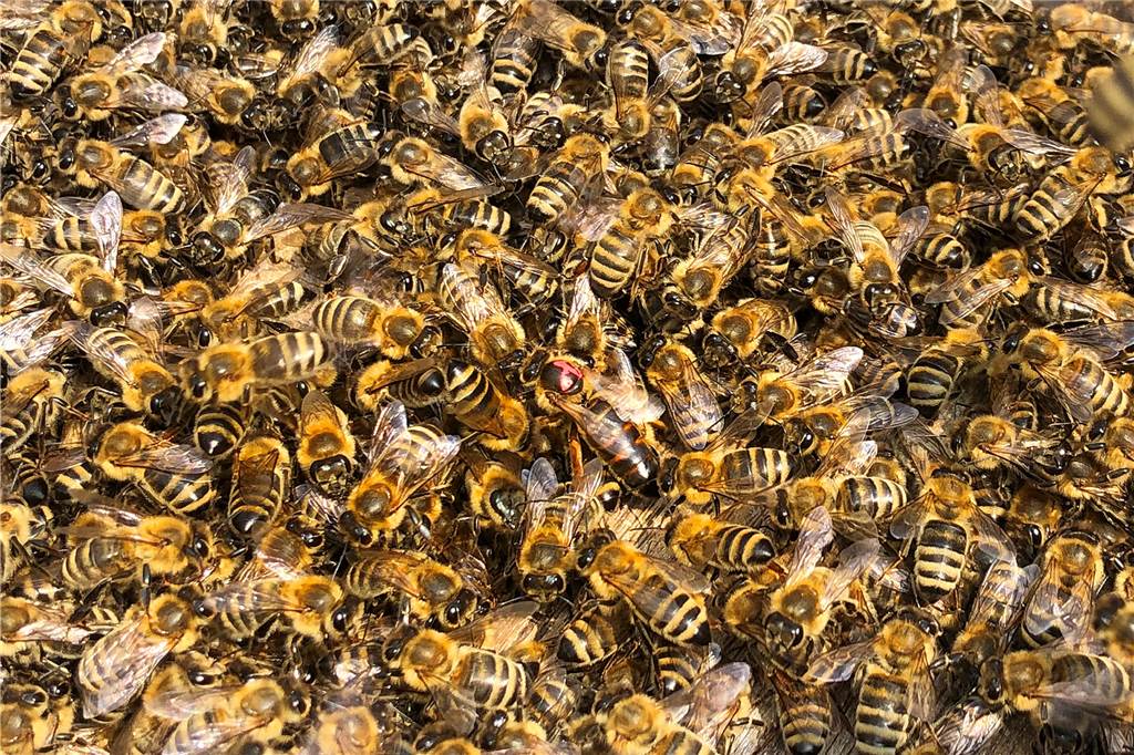 Bienenvolk macht es sich auf Restaurant-Terrasse mitten auf dem Markt in Dorsten bequem Die Königin ist rot eingefärbt.
