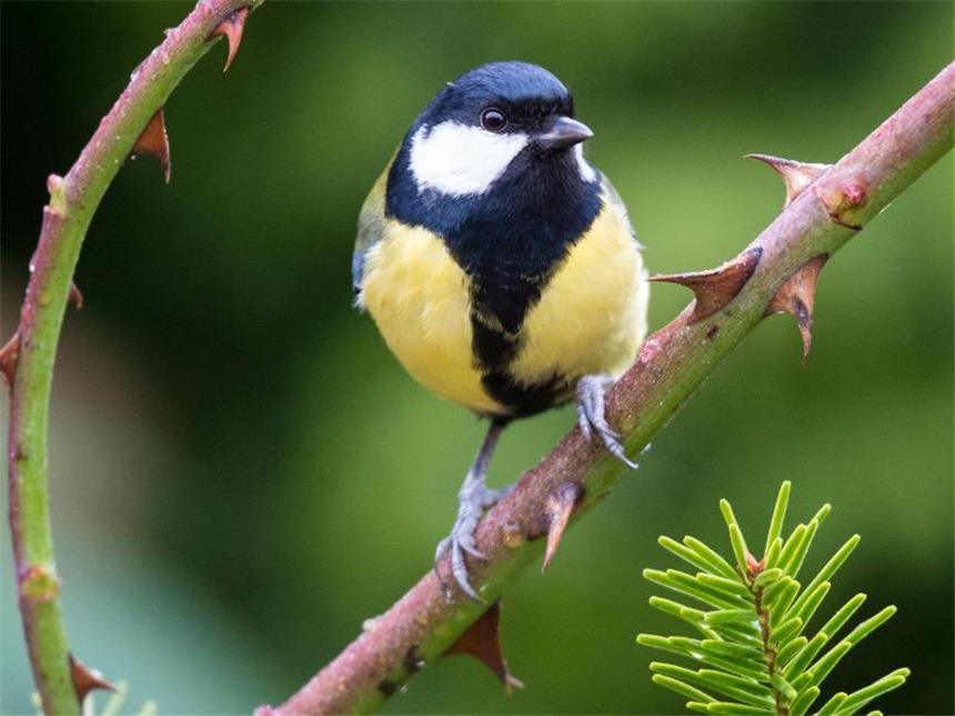 Die Kohlmeise ist ein Wintergast. Welche Vögel in der kalten Jahreszeit noch bei uns geblieben sind, sollen Tierliebhaber bei der «Stunde der Wintervögel» herausfinden. Foto: Patrick Pleul