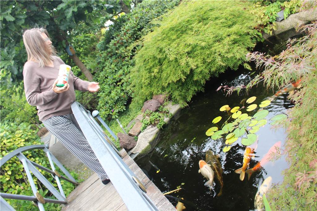 Birgit Pflügers 1000-Quadratmeter-Garten wird immer japanischer Die Kois, die Birgit Pflüger hier füttert, sind 15 Jahre alt und entsprechend groß.