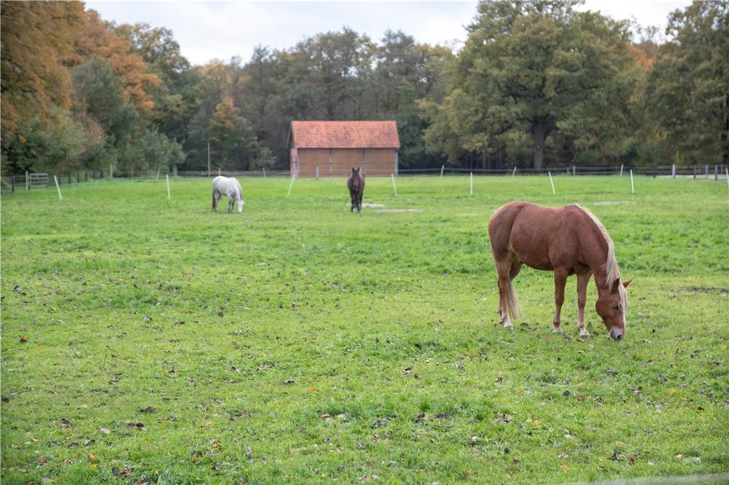 Hunderte Pferde und Reiter: Internationales Springturnier als Familienevent Koppel Reitverein Heek-Nienborg