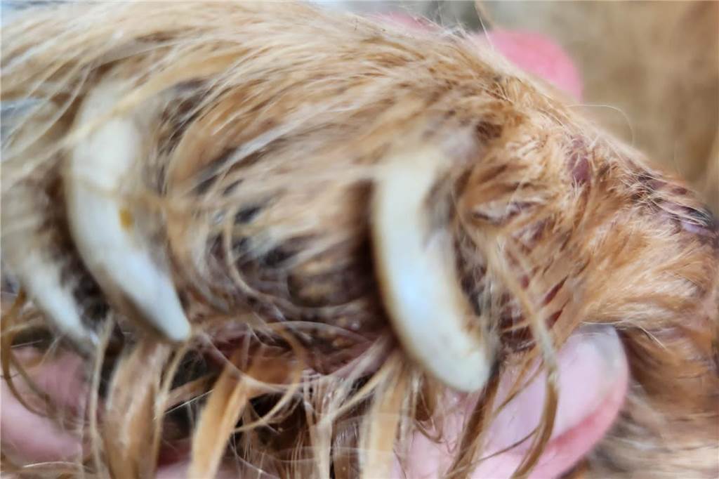 Arche 90 rettet acht Tiere aus Huckarder Müll- und Fäkalien-Wohnung Die Krallen eines Hundes waren zum Teil ins Fleisch eingewachsen.