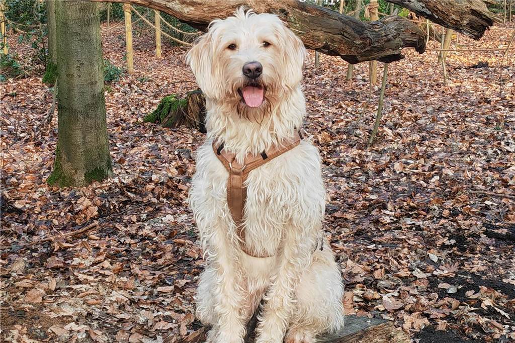 Eins süßer als das andere: Das sind Schwertes schönste Haustiere Labradoodle