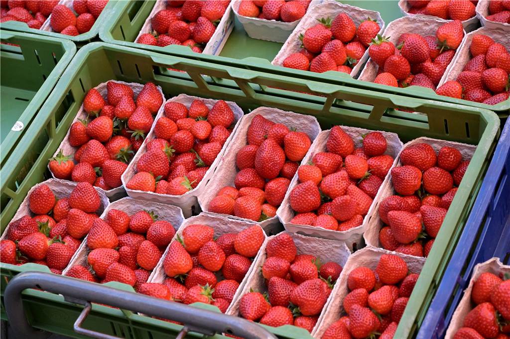Die landesweite Erdbeer-Saison hatte die Landwirtschaftsministerin erst zwei Tage vor dem Blumen- und Spargelmarkt eröffnet. Die Spargelsaison läuft indes bereits seit Anfang April.
