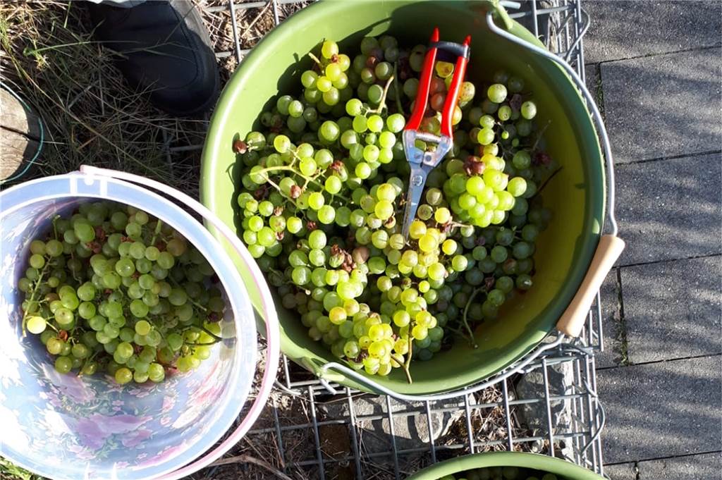 Die Lese am Hörder Weinberg brachte volle Eimer. Gekeltert werden die Trauben in der Pfalz.
