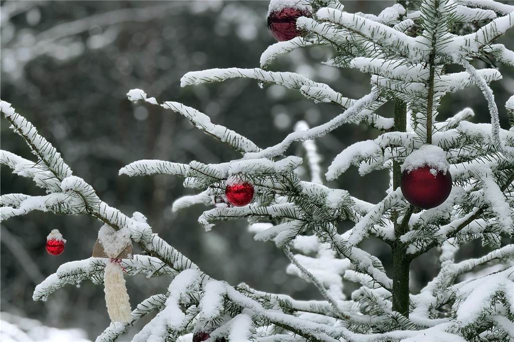 Die letzten Reste der Weihnachtszeit hat Sandra Wenning aus Südlohn an einer schneebedeckten Tanne fotografiert.