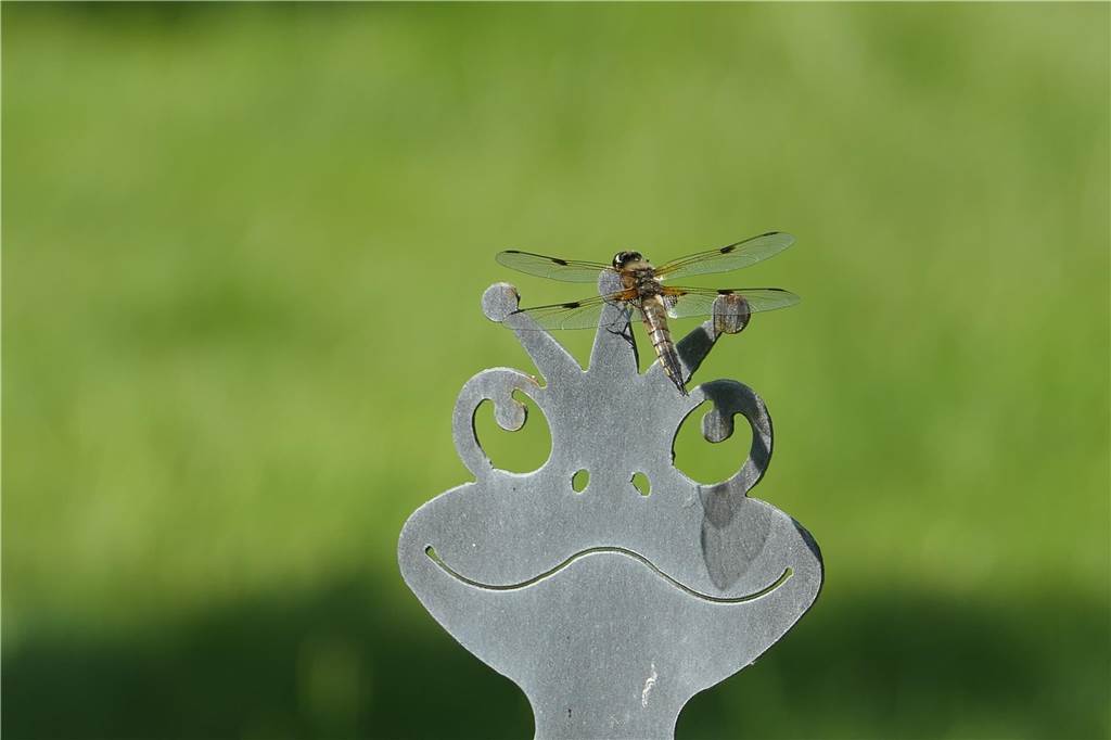 Libelle trifft Frosch in Schwerter Garten: Auf seiner Krone fühlt sie sich wohl Eine Libelle sitzt auf einer Frosch-Gartenfigur.