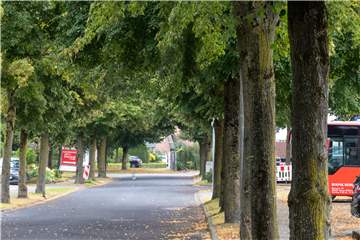 Die Linden im Düstermühlenweg fallen nicht der Kettensäge zum Opfer.