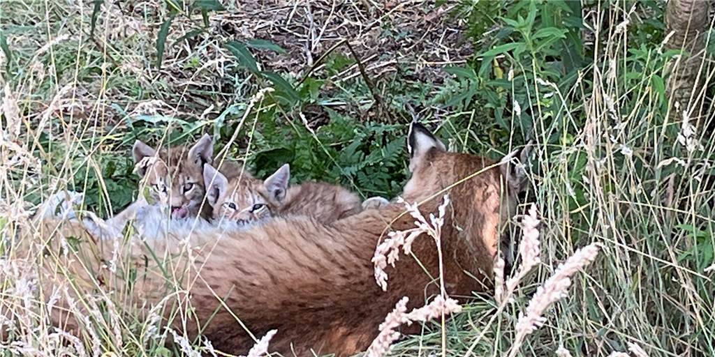 Viele Bilder und Video: So süß sind die Baby-Luchse im Halterner Naturwildpark Die Luchse im Naturwildpark Granat sind Eltern geworden. Die Kleinen haben sich gerade bei ihrer Mama satt getrunken.