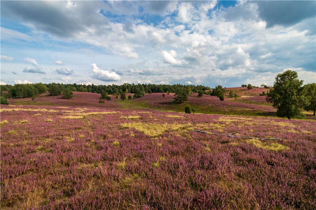 Von Dortmund in unter 6 Stunden ans Ziel - was kann das 9-Euro-Ticket? Die Lüneburger Heide