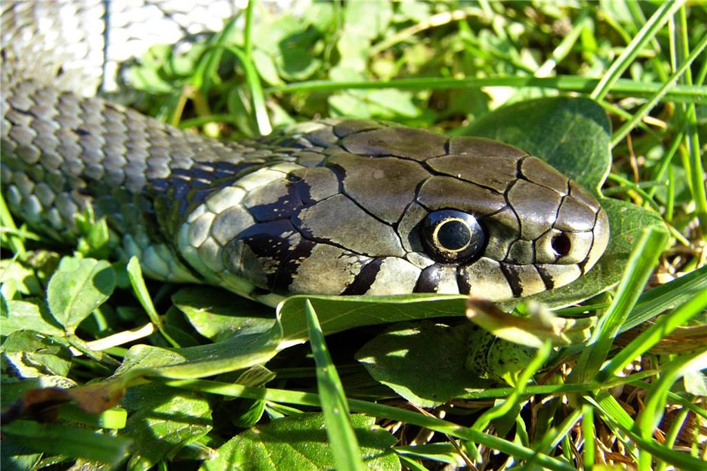 Ringelnatter in Garten gesichtet: Schlangenexperte: „Es ist ein Wow-Fund“ Die Männchen der Schlangen werden etwa 75 Zentimeter groß, die Weibchen können bis 1,5 Meter lang werden.