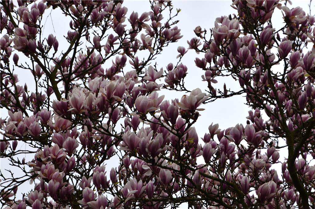 Die Magnolien-Bäume stehen in voller Pracht.