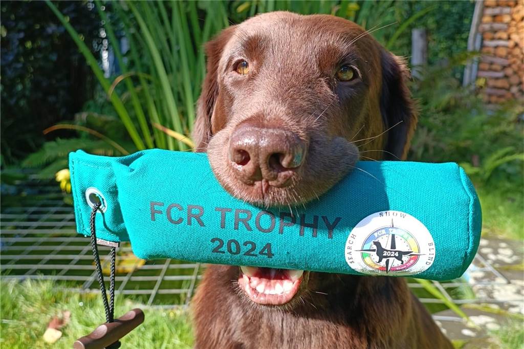 150 „Flat“-Retriever wetteifern bei Trophy am Schloß Lembeck Bella