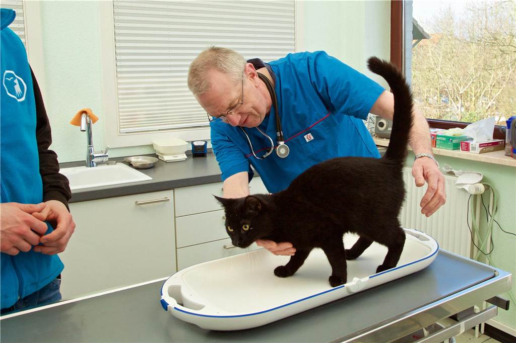Kastration von freilaufenden Katzen: Tierärzte zu Bedeutung, Preisen und Folgen Die meisten Tierärzte in Lünen bieten die Kastration von Katzen und Katern an. Die Preise variieren hier je nach Praxis.