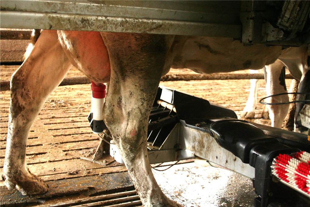 Milchbauer Gerhard Lategahn und der Preiskrieg der Supermärkte Die Melkroboter registrieren den Gesundheitszustand und die Milchleistung jeder Kuh. Jedes Tier kann sich melken lassen, wenn es selber will. Es gibt dann auch extra Leckerchen im Melkstand.