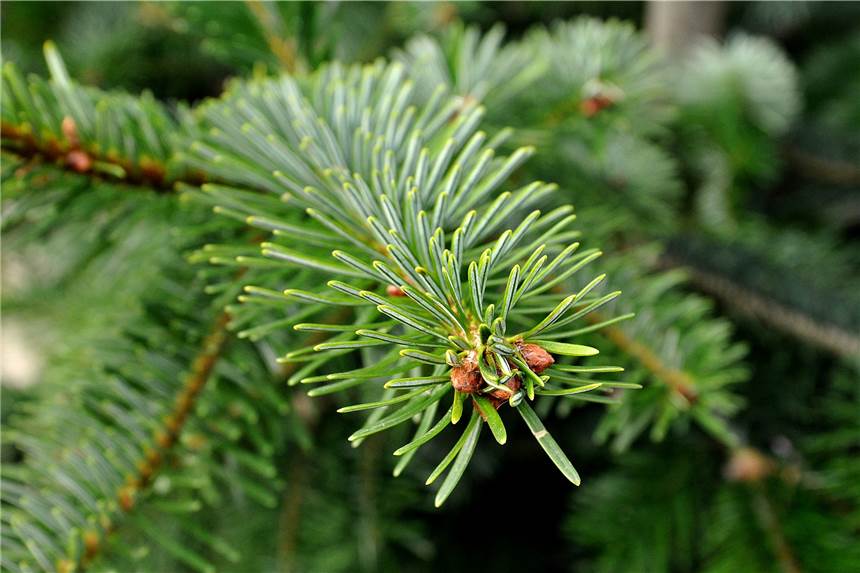 Messdiener in Olfen verkaufen auch 2020 wieder Weihnachtsbäume Die Messdiener in Olfen und Vinnum starten auch in diesem Jahr ihre Tannenbaumaktion.