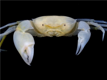 Die Mini-Krabbe Harryplax severus, die in den Korallenriffen rund um die Pazifikinsel Guam entdeckt wurde. Foto: Jose C. E. Mendoza
