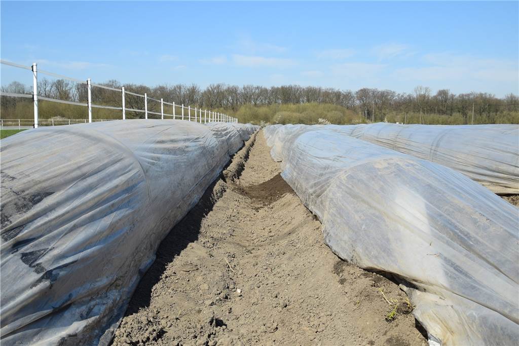 Die Spargelsaison beginnt: Landwirt Jan Menken bleibt trotz Problemen positiv Die Minitunnel funktionieren wie kleine Gewächshäuser. Dort kann der Spargel in sprießen, bis er Ende März geerntet werden kann.