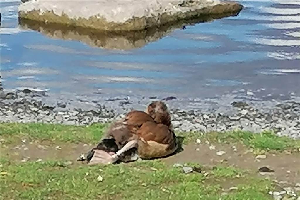 Tierquälerei am Phoenix-See: Nilgans mit gefesselten Beinen gefunden Die mit Garn gefesselte Nilgans am Phoenix-See