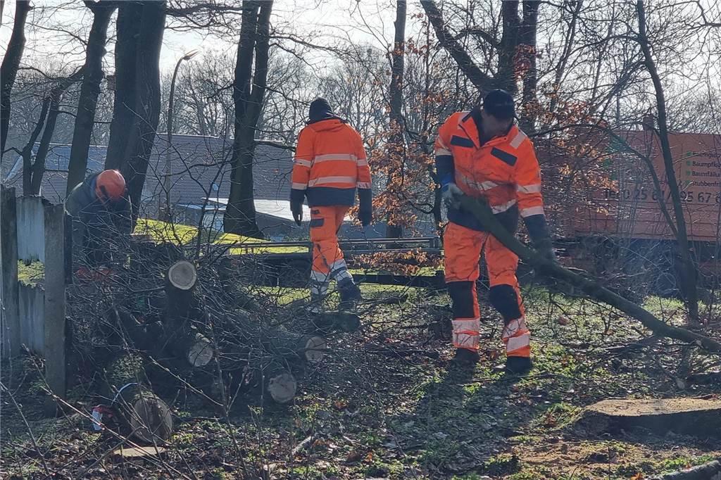 40 Jahre alte Pappel gefällt: Bült-Freizeitzentrum wird umgestaltet Die Mitarbeiter vom Bauhof hatten auch alle Hände voll zu tun.