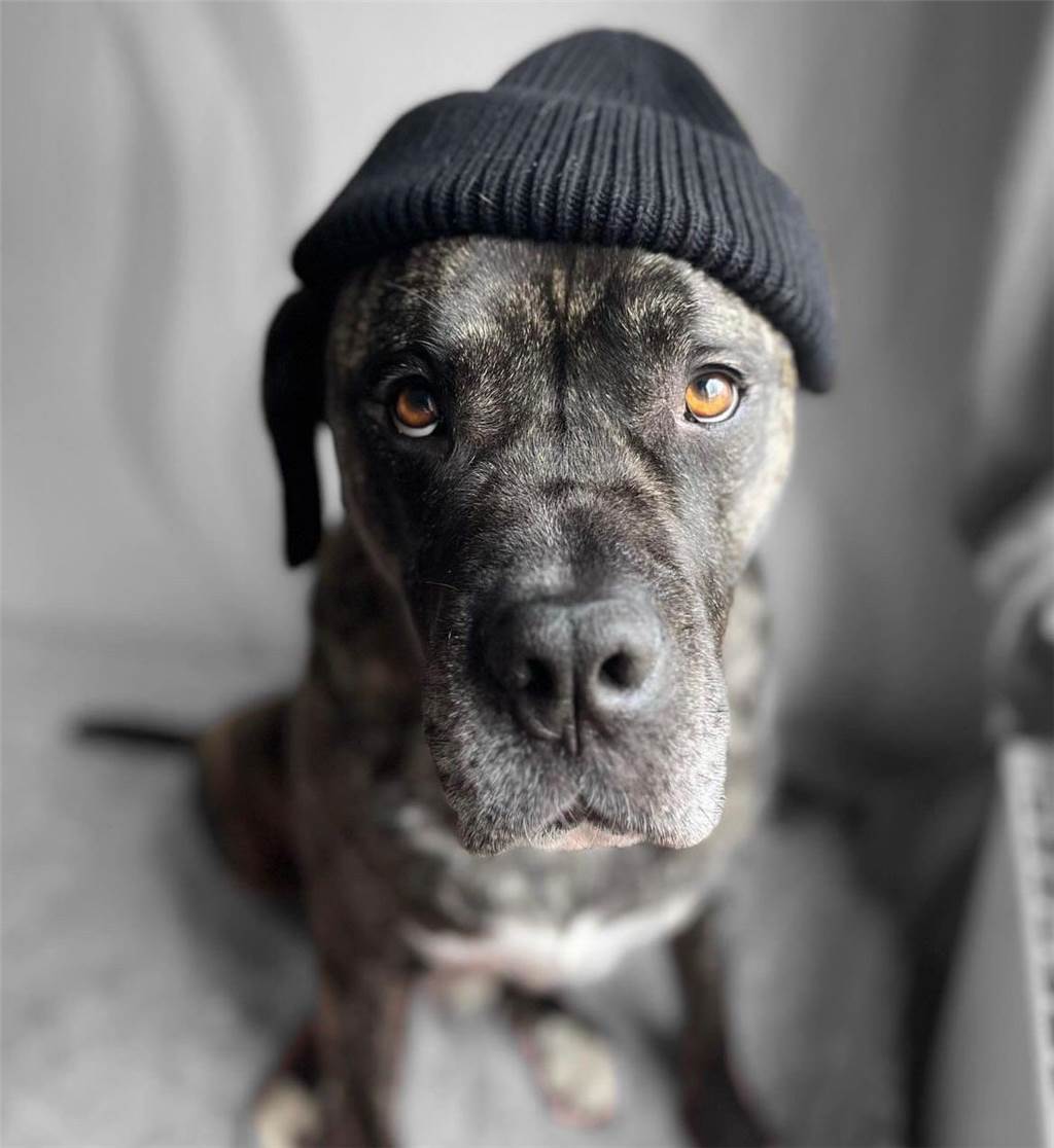 Die Mütze passt perfekt auf diesen süßen Hundekopf, oder? 