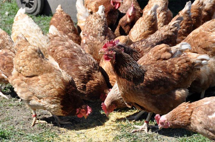 "Huhn on tour" - Lünerin vermietet ihre Hühner Die munteren Hühner auf ihrer Wiese.