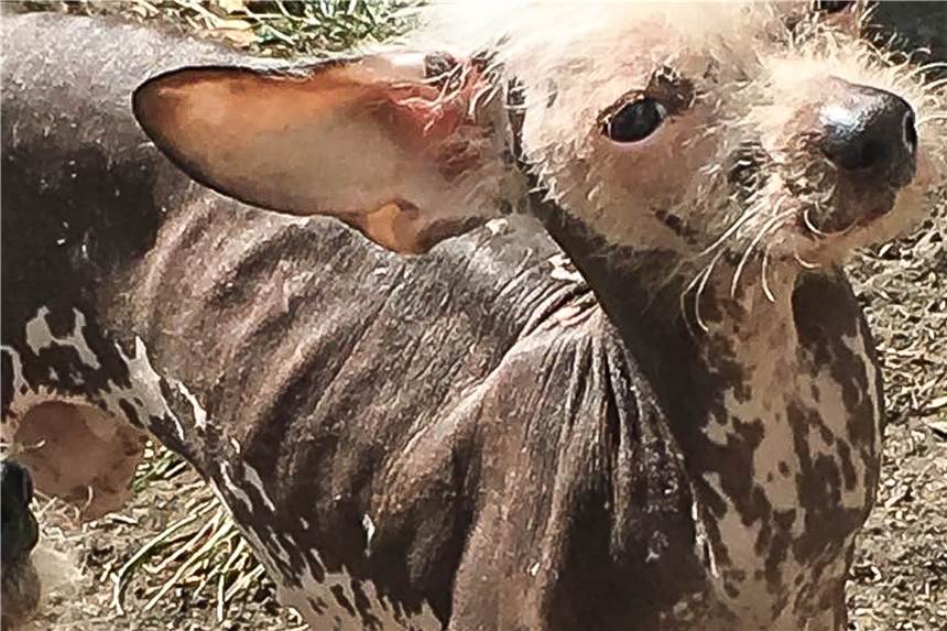 Zwei Tiere sind mittlerweile verstorben - die Klage der Tierschützer ist vorbereitet Die Nackthunde befinden sich in keinem guten Zustand.