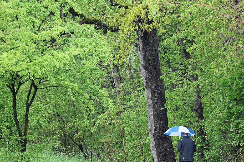 Zu viel Regen für die Wälder? Revierförsterin Andrea Balke klärt auf Die Natur profitiert von dem nassen Wetter und zeigt sich im satten Grün.