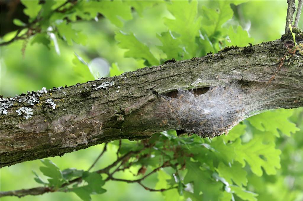 Knubbel in Eichen in Selm: Baum-Profi Guido Vortmann kennt den Grund Die Nester der Eichenprozessionsspinner bleiben ein Problem, auch dann, wenn die Raupen längst Falter sind.