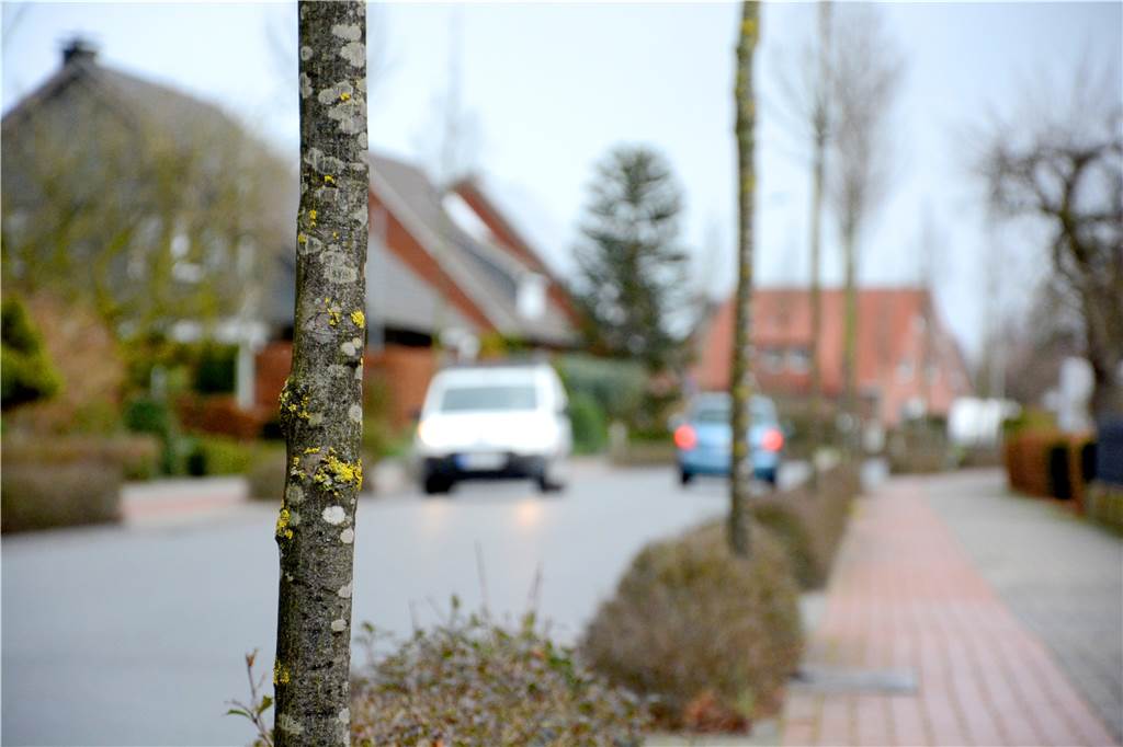 Eva Maria Gröner (36) will für den Erhalt alter Bäume in Südlohn kämpfen Die neu angepflanzten Bäume – wie hier an der Eschlohner Straße – haben erst in vielen Jahren die Ausmaße der gefällten Bäume. "Besenstiele", nennt sie Eva Maria Gröner.