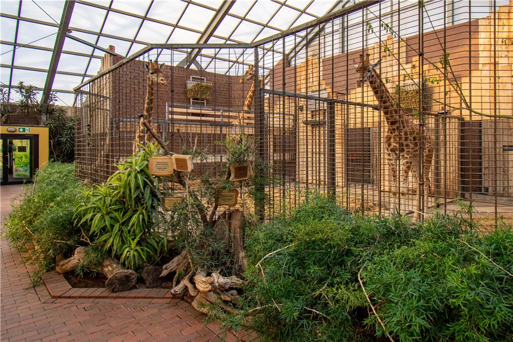Großer Neuzugang für Dortmunds Zoo - junges Tier zieht ein Die neue Dortmunder Giraffe Penda (rechts) mit Maoli und Zikomo im Dortmunder Giraffen-Haus