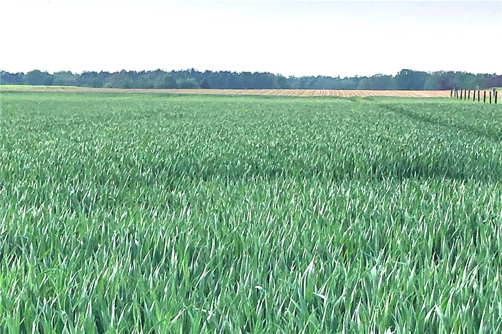 Hohe Auflagen zum Schutz der Natur in neuem Halterner Baugebiet Die neuen Häuser grenzen an landwirtschaftlich bewirtschaftete Flächen, eine Ortsrandbegrünung soll künftig die unterschiedlichen Nutzungen voneinander trennen.