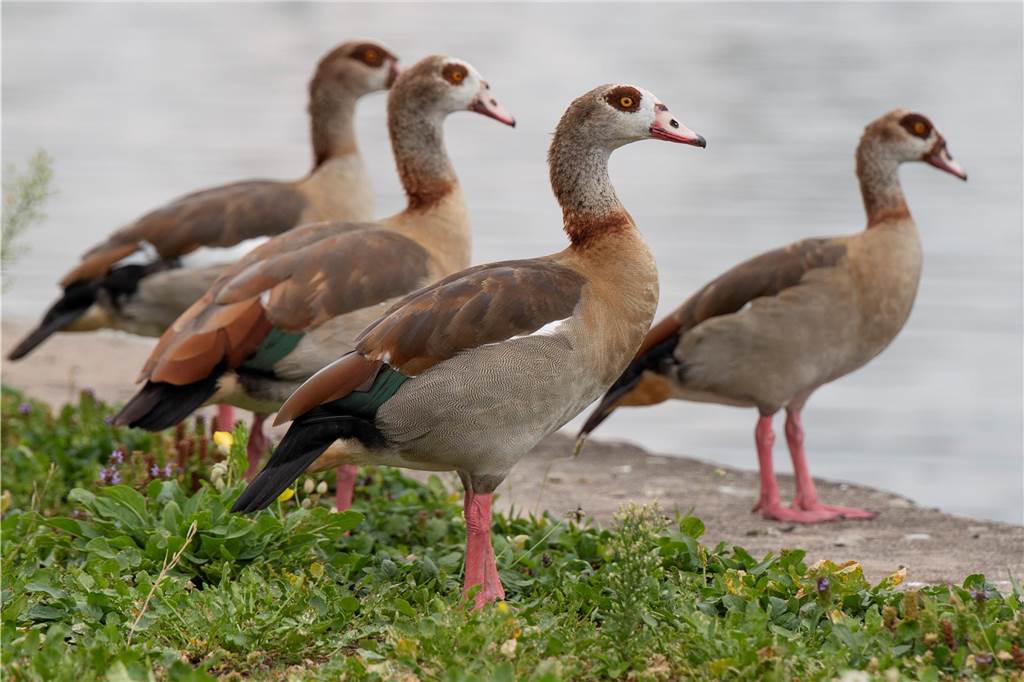 Die Nilgans ist eine invasive Art, die auch am Grüntalteich einheimische Arten verdrängt.