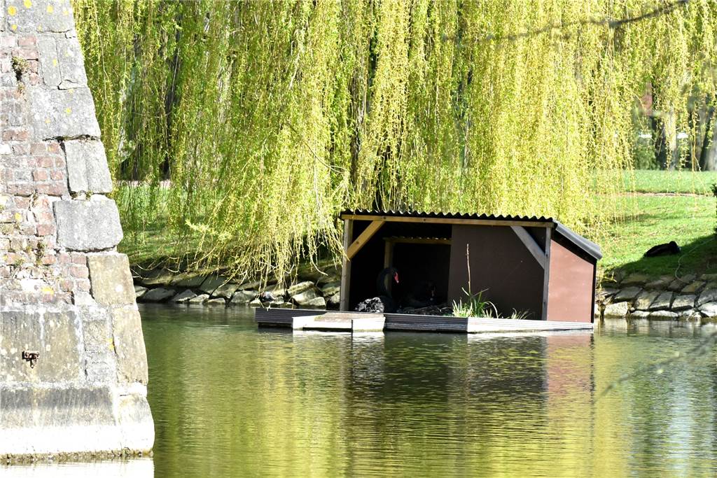 Trauerschwäne im Schlossgarten freuen sich über Nachwuchs Die Nistinsel auf der Schlossgräfte hatten die Schwäne über Jahre nicht genutzt. Jetzt nistet dort das Trauerschwan-Paar – und freut sich über Nachwuchs.