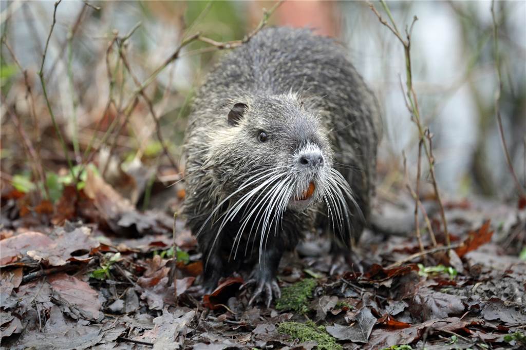 Förster Berks warnt vor Nutria-Problem am Teich in Cappenberg Die Nutrias in Cappenberg haben keine Scheu und so erleben ihre Fans die Nager aus nächster Nähe.