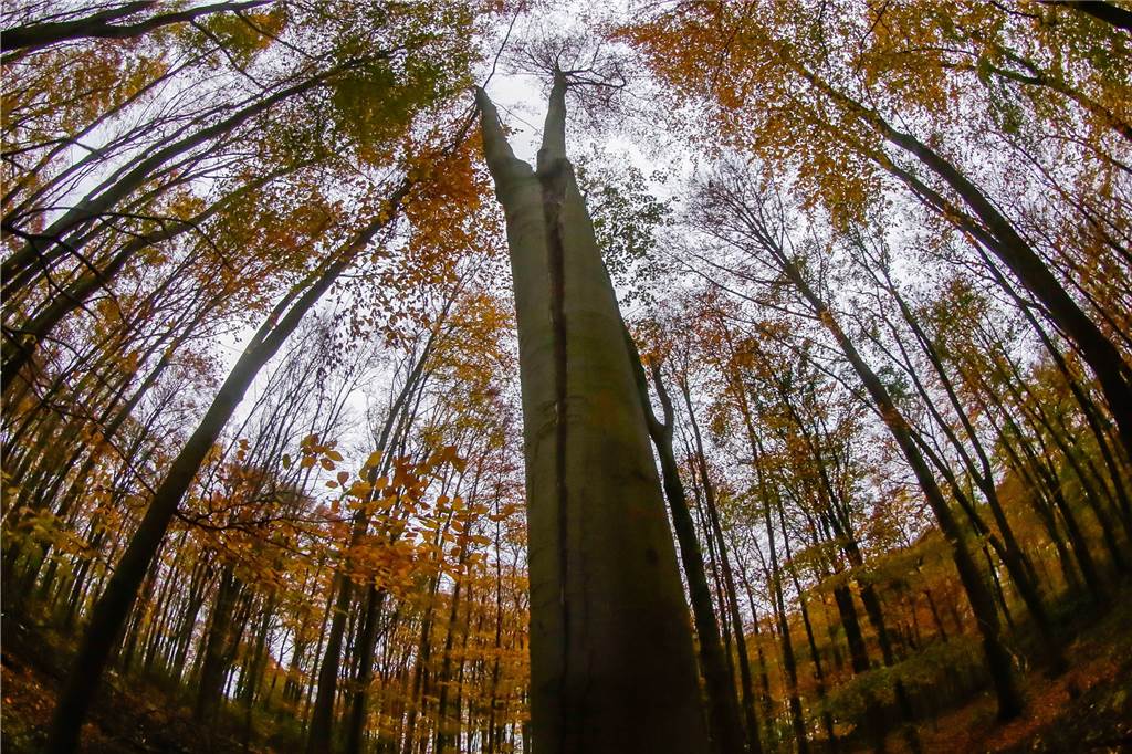 Kley und Oespel: Herrliche Gegend mit einigen Schönheitsfehlern Die Oespeler und Kleyer lieben ihren Dorneywald. Das Naturschutzgebiet vor der Haustür trägt für sie maßgeblich zur Lebensqualität bei.