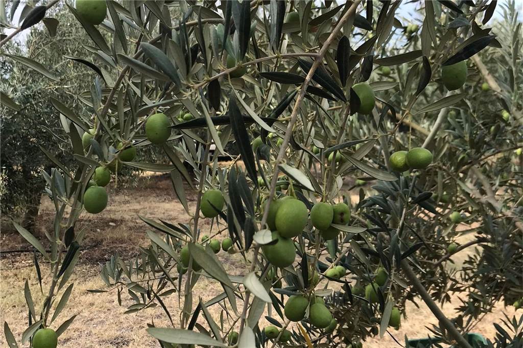 Bergkamener Dimitrios Mitrenas produziert Olivenöl in Griechenland Große, grüne Oliven an einem Baum auf Mitrenas´ Plantage.