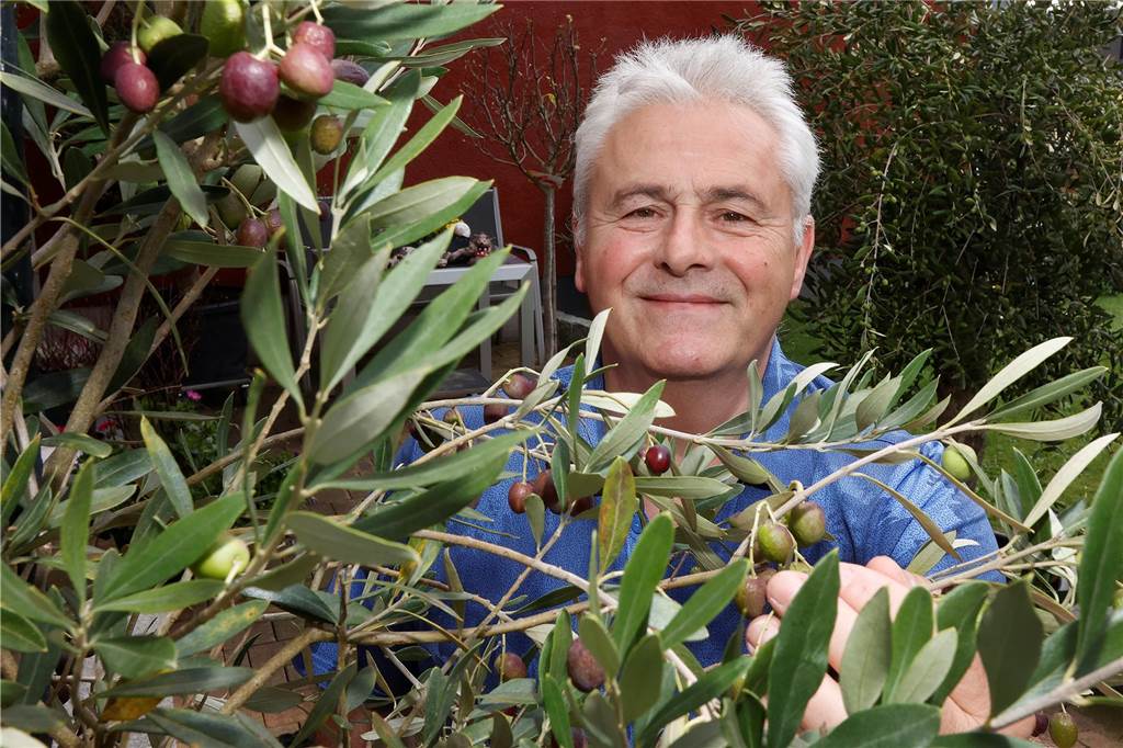 Bergkamener Dimitrios Mitrenas produziert Olivenöl in Griechenland Ein Mann steht hinter einem Olivenzweig mit Früchten