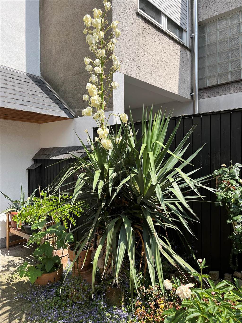 Stattliche Palme blüht im Innenhof und erfreut auch die Nachbarn Die Palme blüht im Garten der Familie Tetzlaff. Sie trägt weiße Blüten und im Hintergrund stehen zwei Kakteen aus Ibiza.