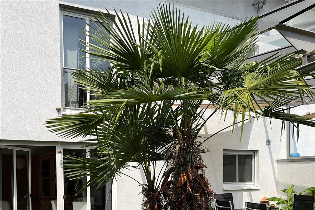 Karibisches Flair: Andreas Tchurz und Tochter Lea ziehen Hanfpalme groß Die Hanfpalme hat eine Höhe von 3,5 Metern erreicht.